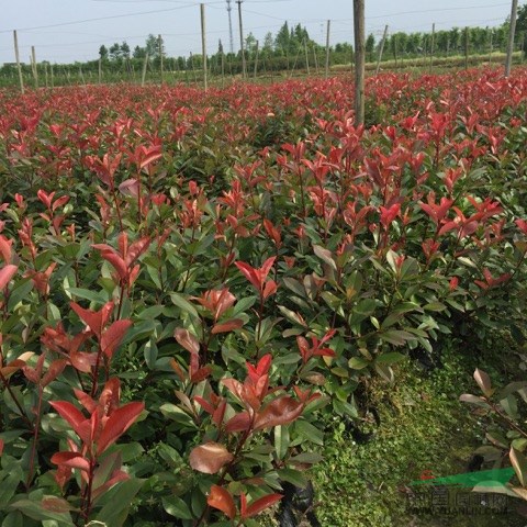 红叶石楠杯苗，红花继木杯苗，金森女贞杯苗，杜鹃杯等大小杯苗