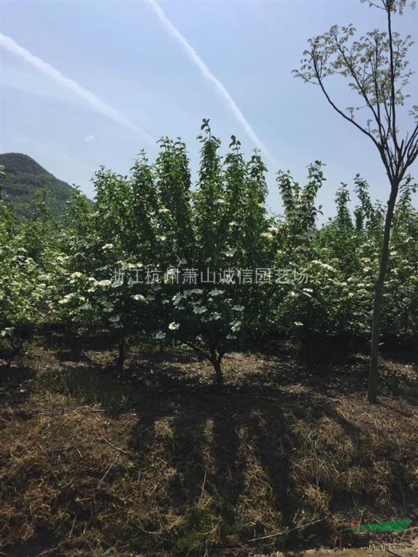 天目瓊花