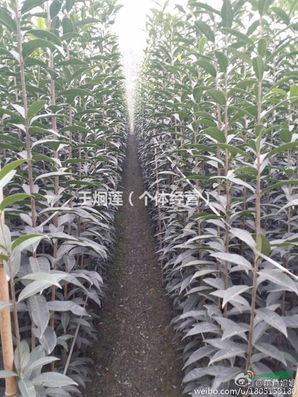 成都長(zhǎng)柄金桂苗
