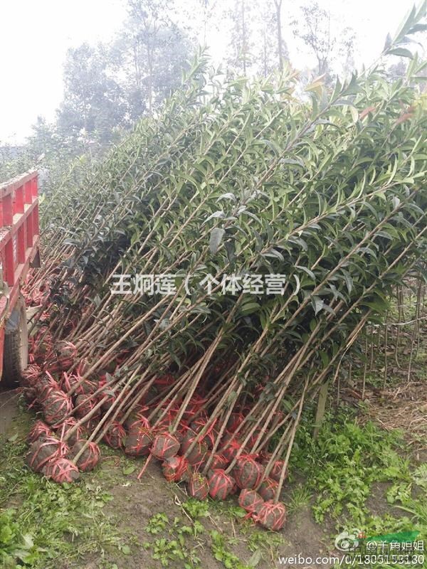 成都長(zhǎng)柄金桂苗