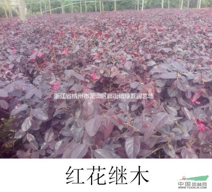 浙江地區(qū)供應(yīng)黃金絡(luò)石、紅花繼木、金森女貞，品種多價格優(yōu)～