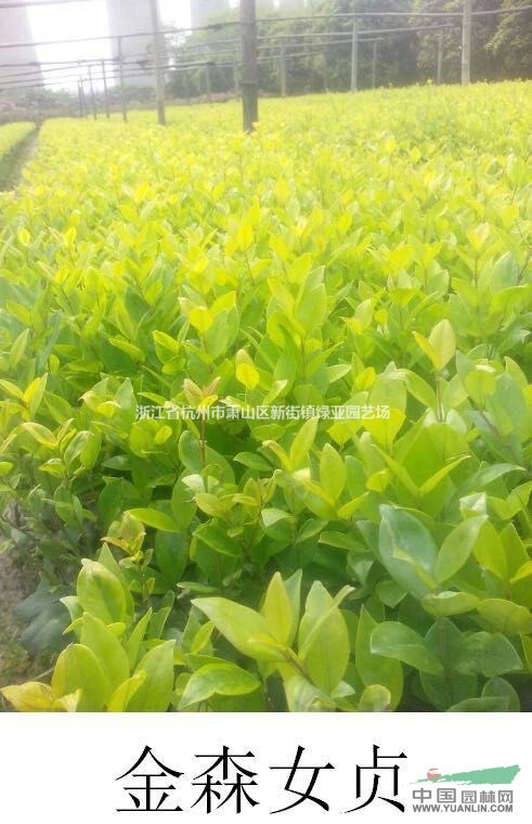 浙江地區(qū)供應(yīng)黃金絡(luò)石、紅花繼木、金森女貞，品種多價格優(yōu)～