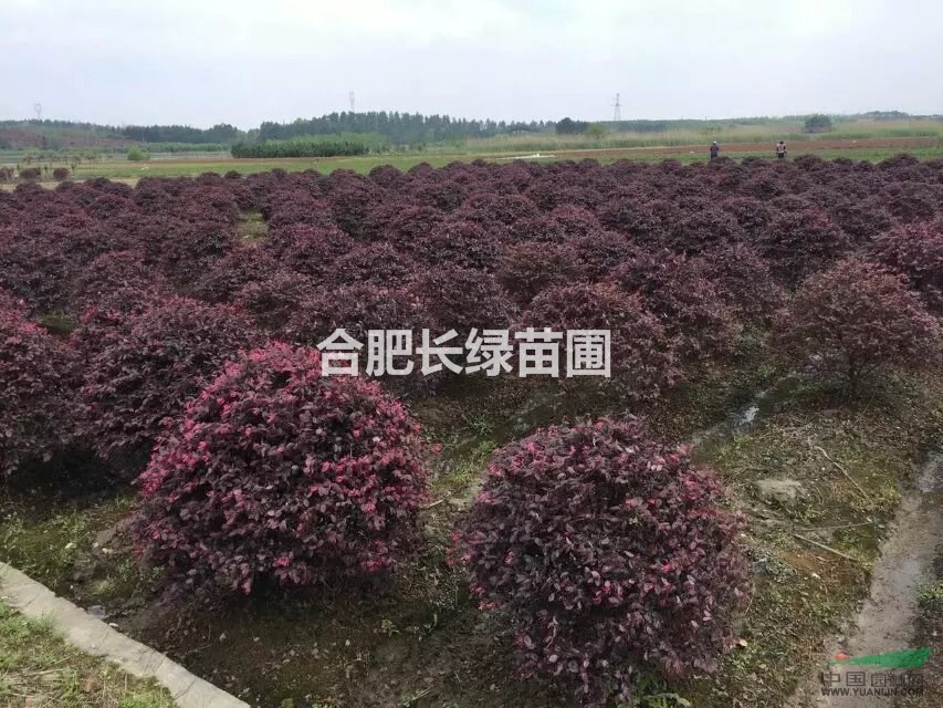 大量出售p60cm-p250cm紅葉石楠球，紅花繼木球，海桐