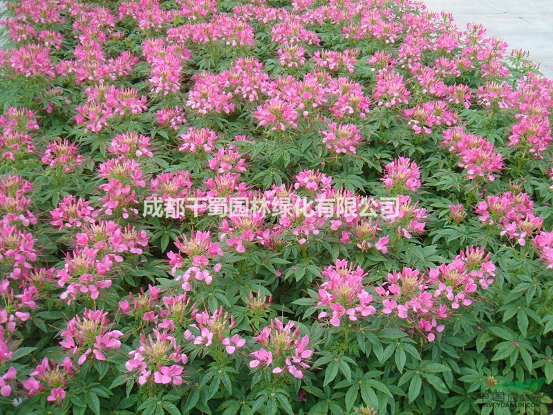 醉蝶花現(xiàn)苗批發(fā) 花海觀景必備 觀光農(nóng)業(yè)