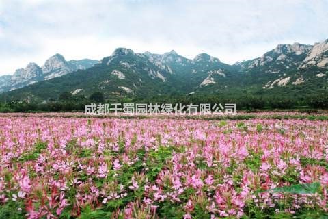醉蝶花現(xiàn)苗批發(fā) 花海觀景必備 觀光農(nóng)業(yè) 低價
