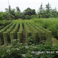 小葉女貞造型基地 小葉女貞造型低價