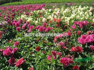 大麗花 百分百荷蘭進(jìn)口 觀光農(nóng)業(yè) 種球 現(xiàn)苗批量供應(yīng)