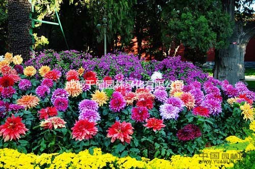大麗花 百分百荷蘭進(jìn)口 觀光農(nóng)業(yè) 種球 現(xiàn)苗批量供應(yīng)