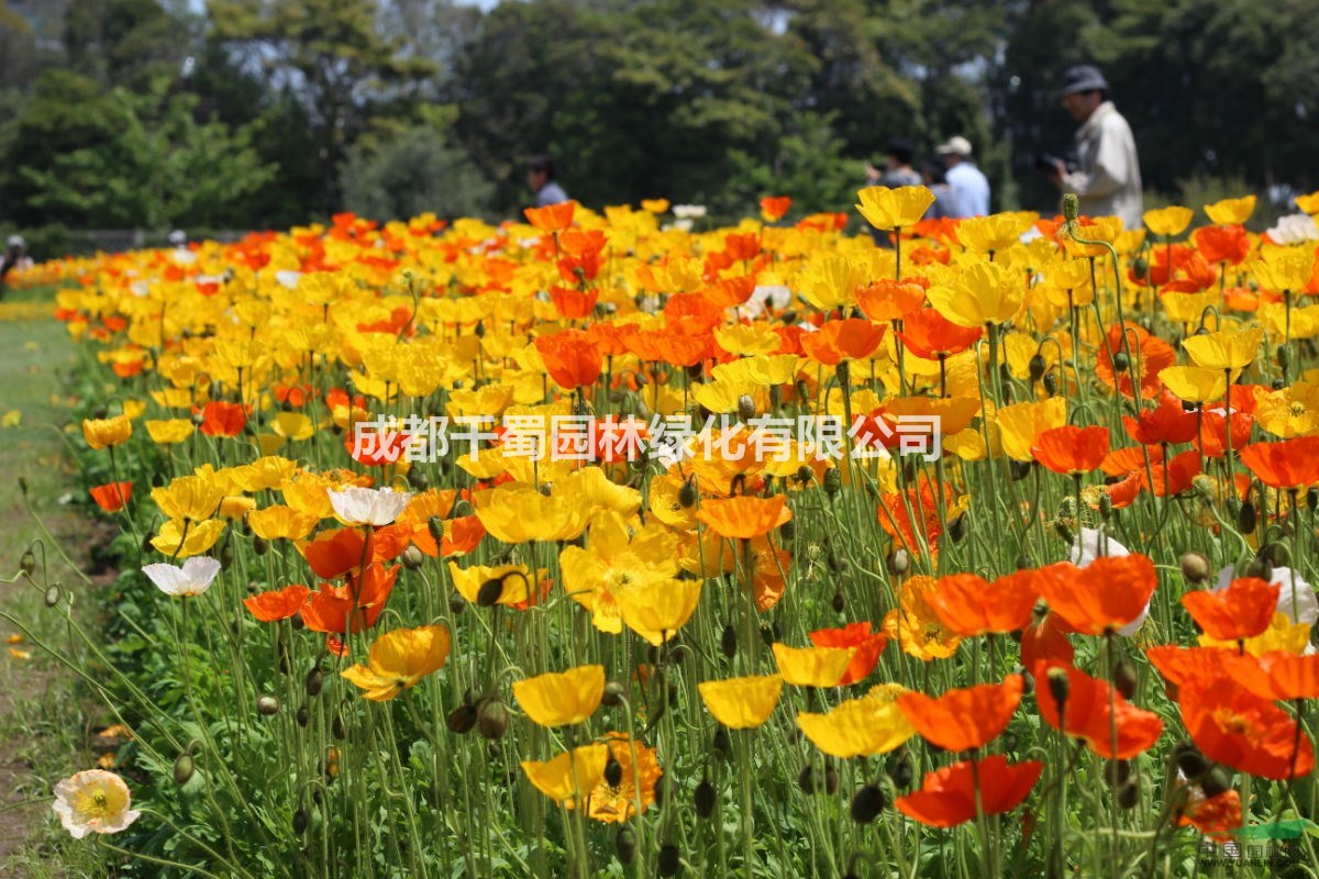 冰島虞美人苗圃 育苗中心 預(yù)定 批發(fā)最低價 花海觀景