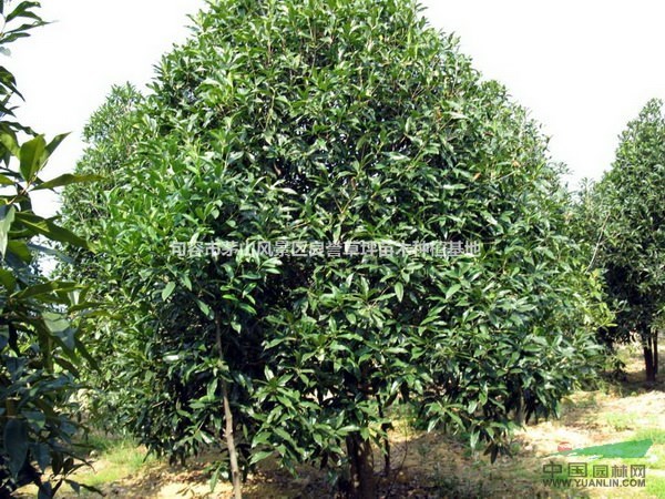 桂花樹 桂花價(jià)格 鎮(zhèn)江桂花 句容桂花