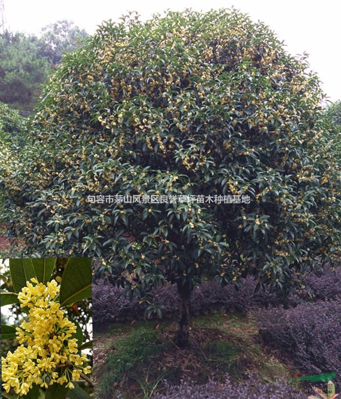 桂花樹 桂花價(jià)格 鎮(zhèn)江桂花 句容桂花
