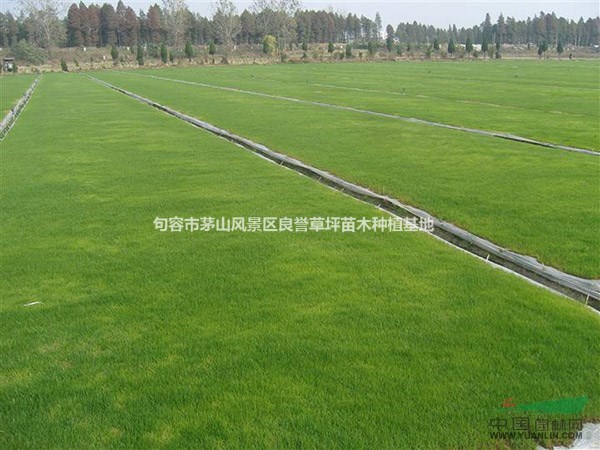 優(yōu)質高羊茅批發(fā) 發(fā)芽率高