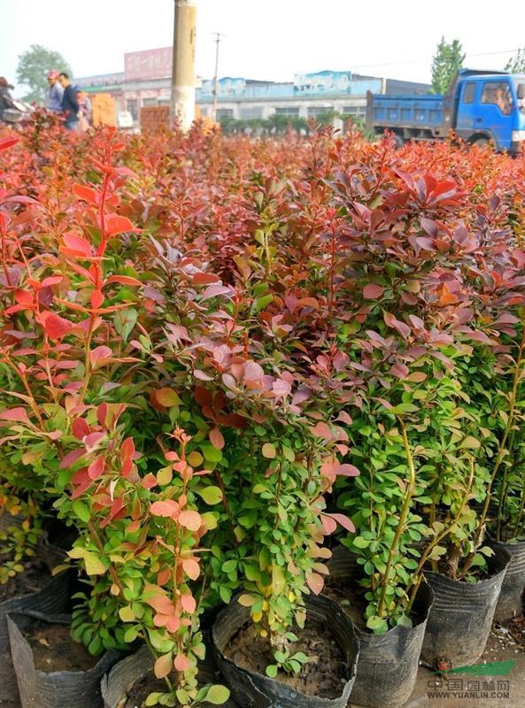 山東地區(qū)紅葉小波