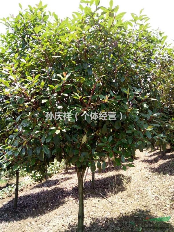 供應大批量高桿石楠，有需要聯(lián)系