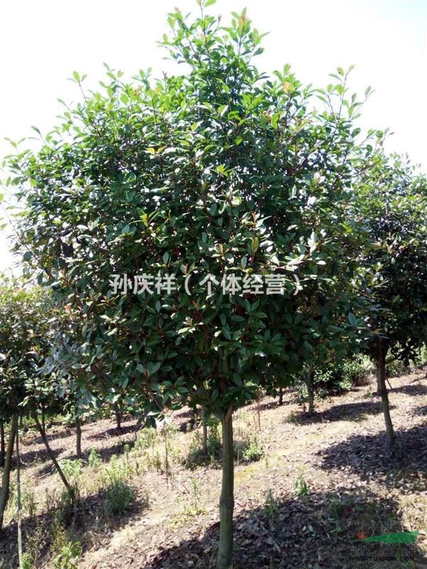 浙江紹興供應8公分高桿石楠