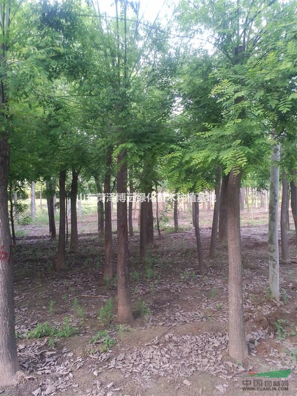 山東菏澤9公分國槐質(zhì)量信譽保障
