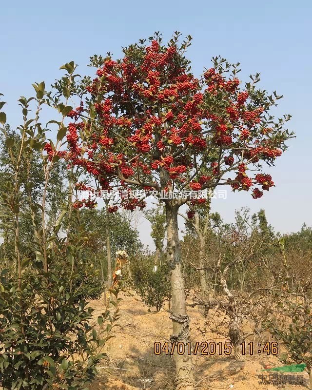 潛山縣供應(yīng)大批量枸骨冬青  質(zhì)量如圖所見