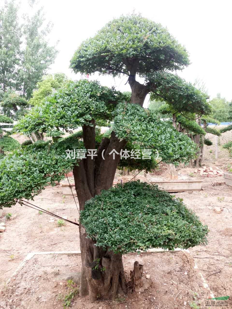 湖北荊門對(duì)節(jié)白蠟銷售中心