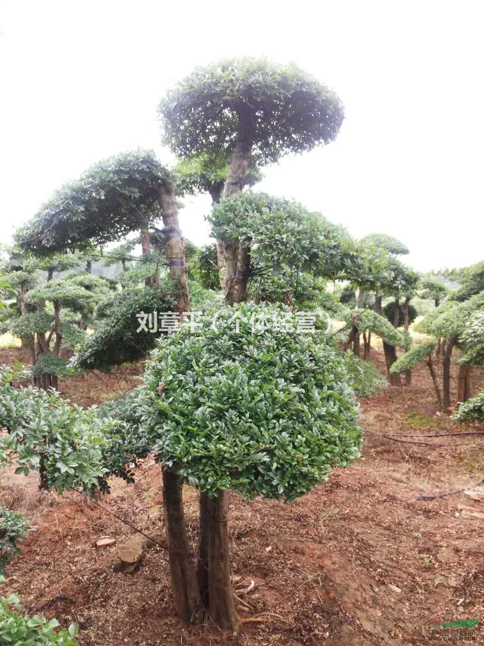 湖北荊門對(duì)節(jié)白蠟銷售中心