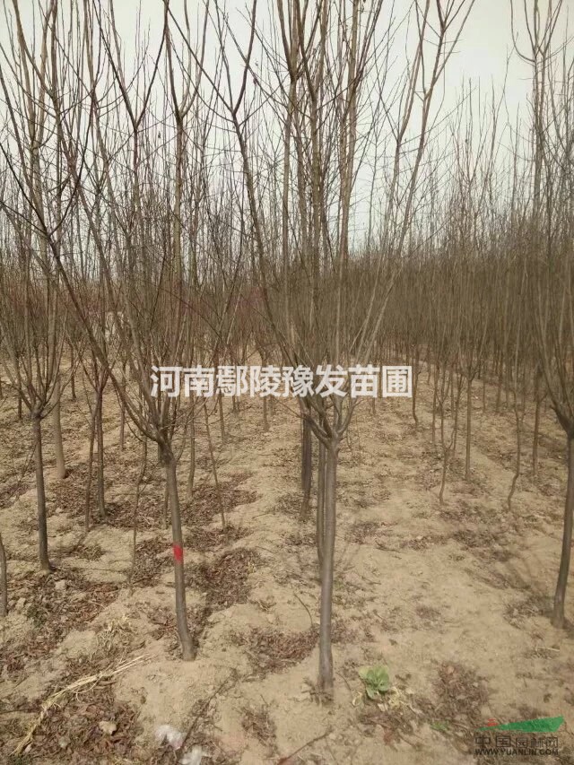 河南紅葉李種植基地，紅葉李批發(fā)