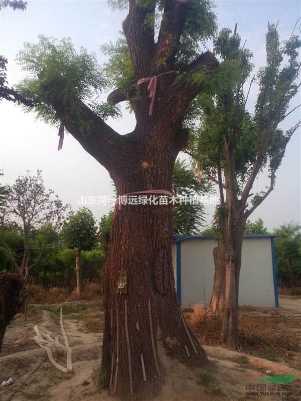 10公分法桐裝車付款價(jià)格報(bào)表