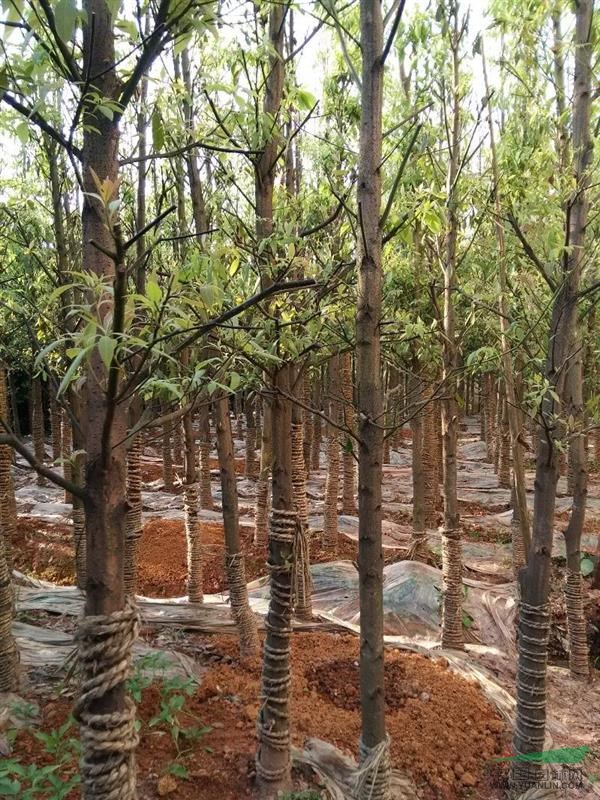 湖南綠錦園藝金絲楠木基地直供再生金絲楠木樹