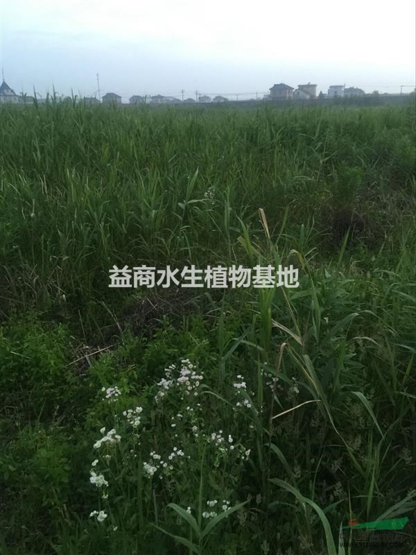 浙江蘆葦低價提供