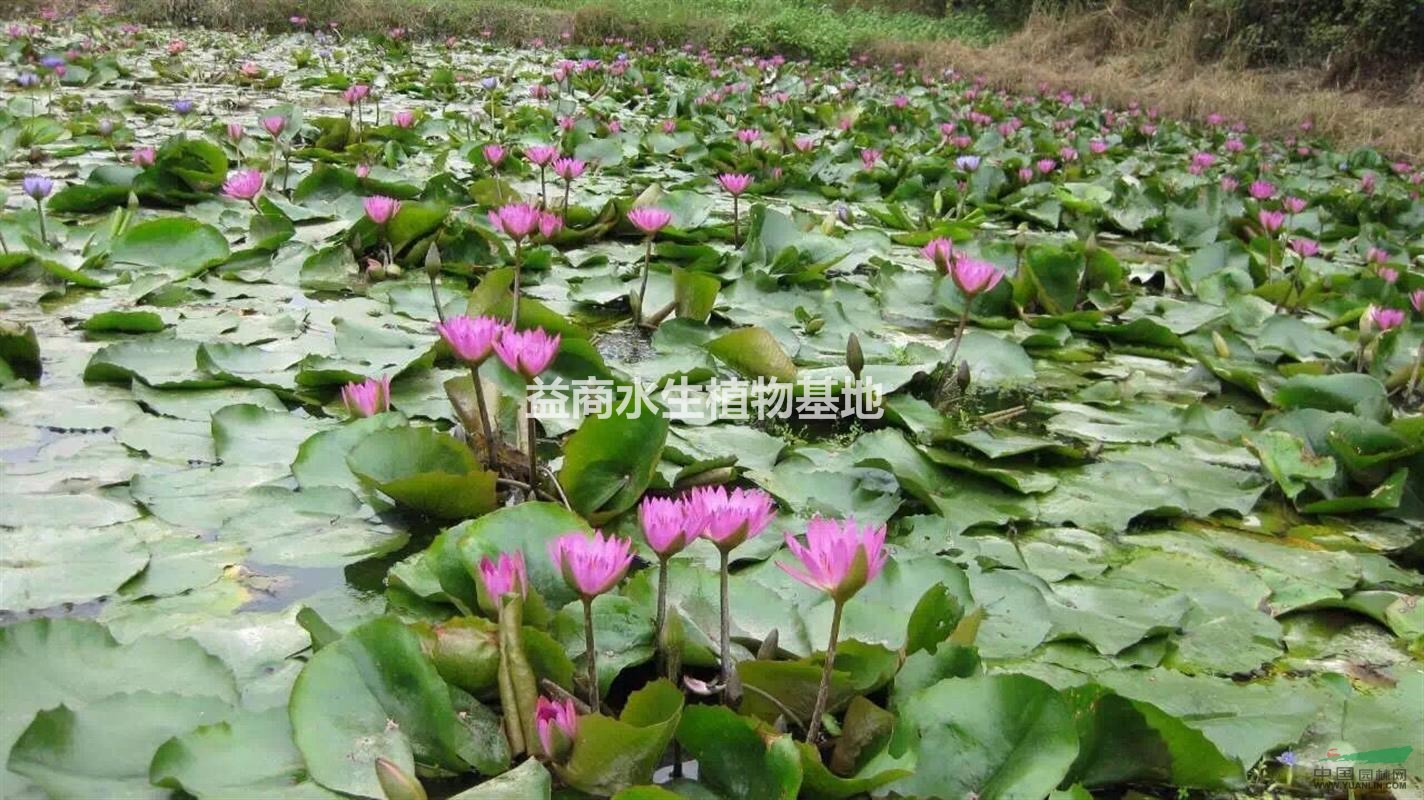 浙江睡蓮供應水生植物