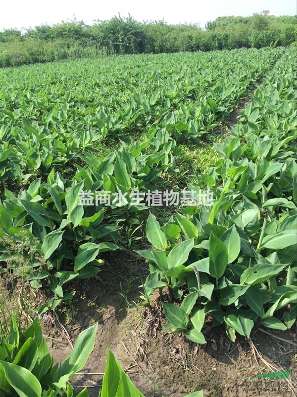 红花美人蕉水生植物水生矮化美人浙江水生植物