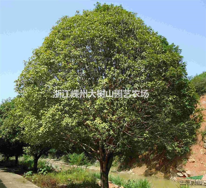 30公分精品桂花出售