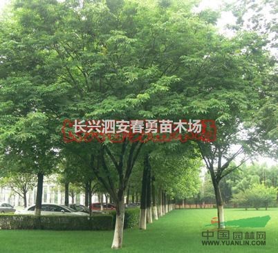 浙江長興 大量供應(yīng)櫸樹 16-20公分  質(zhì)優(yōu)價(jià)廉