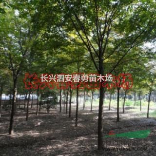 浙江長興 大量供應(yīng)櫸樹 16-20公分  質(zhì)優(yōu)價(jià)廉
