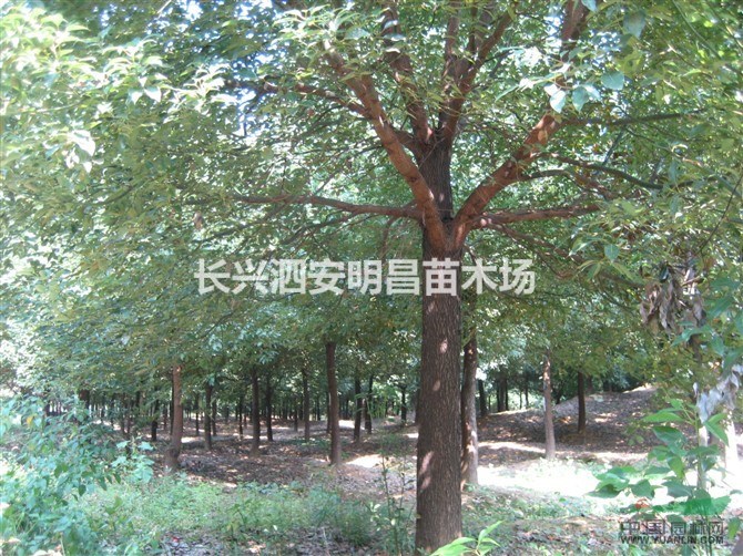 （供應(yīng)）浙江香樟