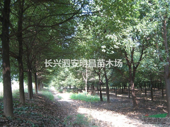 （供應(yīng)）浙江香樟