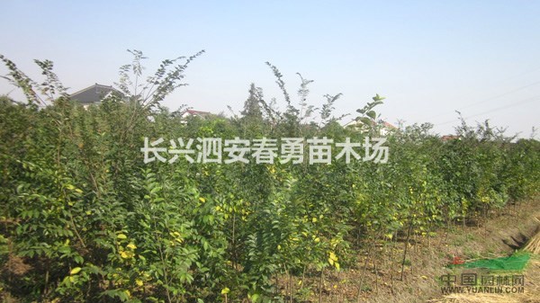 浙江長興 大量供應(yīng) 櫸樹 樸樹 榔榆 紅果冬青 大葉女貞