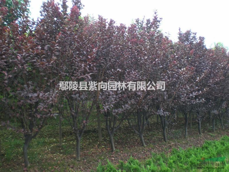 紅葉李樹的價格
