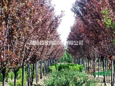 紅葉李樹的價格