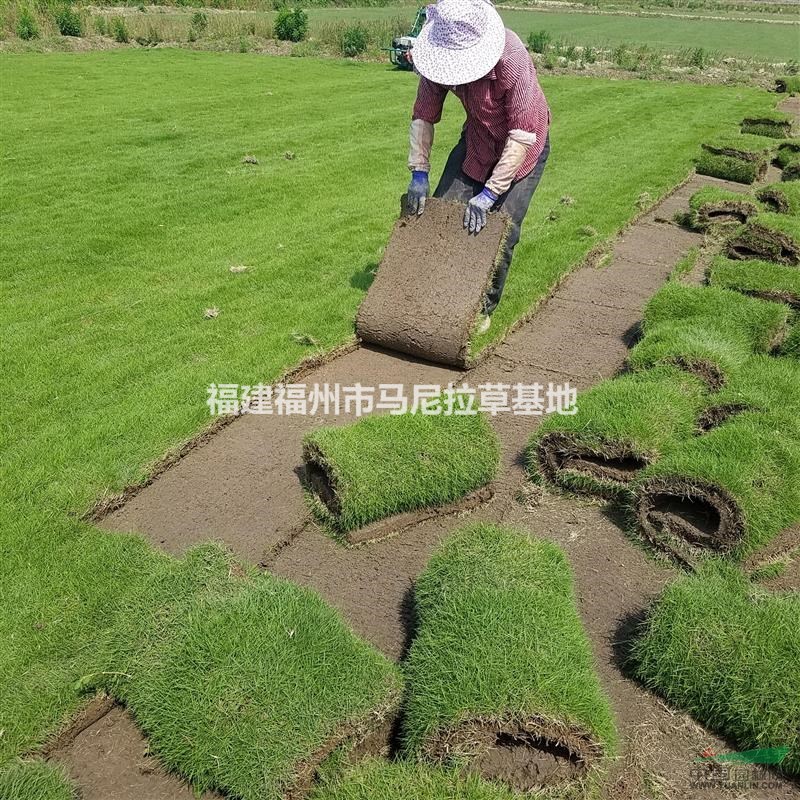 马尼拉,果岭草草皮卷草,图片