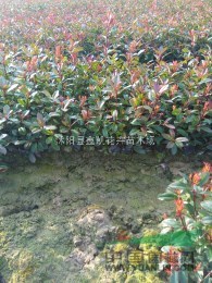 2016年最新紅葉石楠價(jià)格