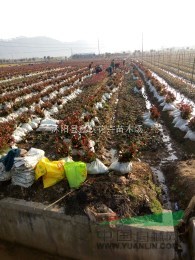 2016年最新紅葉石楠價(jià)格
