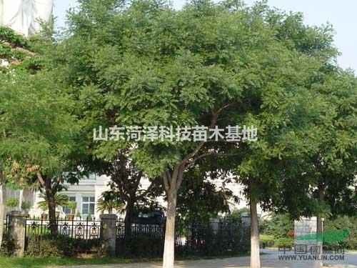 米徑15公分國槐價格800元