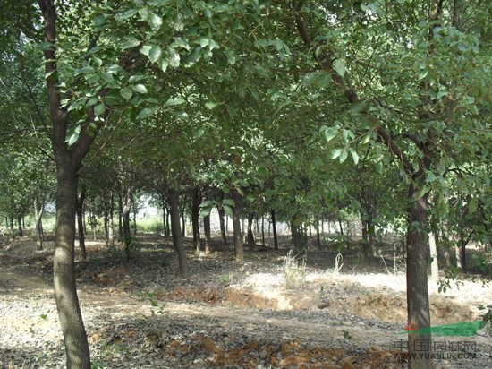 浙江长兴 大量供应香樟 12-40公分  香樟基地 樟树