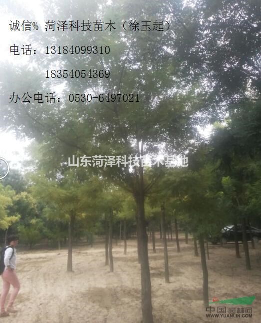 全冠15公分國(guó)槐價(jià)格