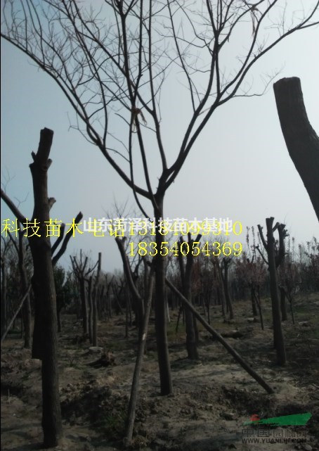 【菏澤18公分國槐價(jià)格報(bào)價(jià)