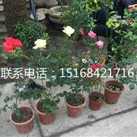 大量供應(yīng)各類盆花、鮮花。玫瑰月季，送禮觀賞佳品