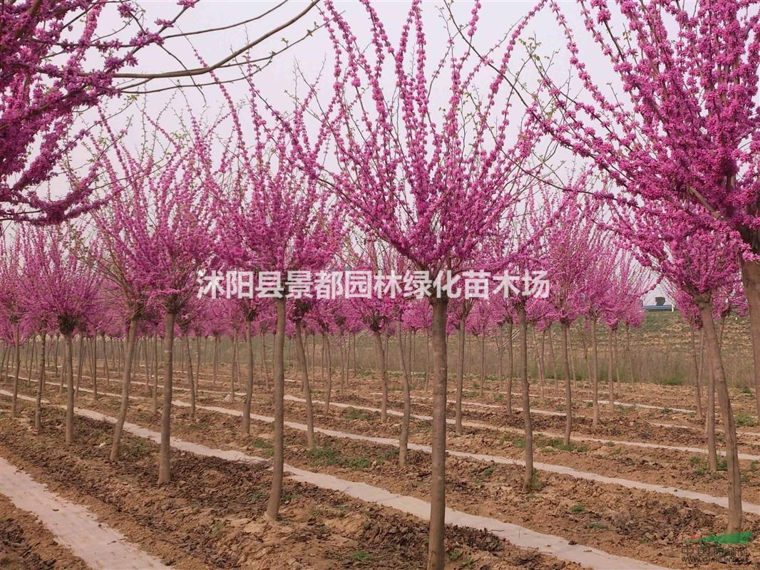 大量批發(fā)先花后葉植物紫荊樹苗  叢生紫荊 紫荊小苗 多種規(guī)格