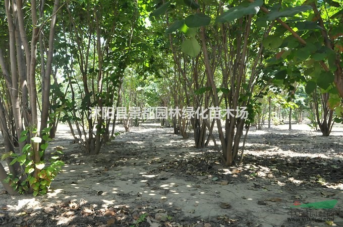 大量批發(fā)先花后葉植物紫荊樹苗  叢生紫荊 紫荊小苗 多種規(guī)格