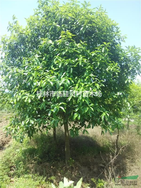 出售米径8～10cm的桂花树，2016年7月前低价处理