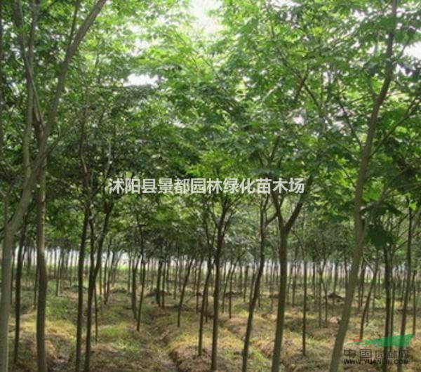 大量批發(fā)樸樹樹苗 樸樹小苗 各種規(guī)格齊全
