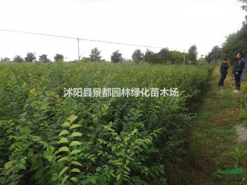 大量批發(fā)樸樹樹苗 樸樹小苗 各種規(guī)格齊全